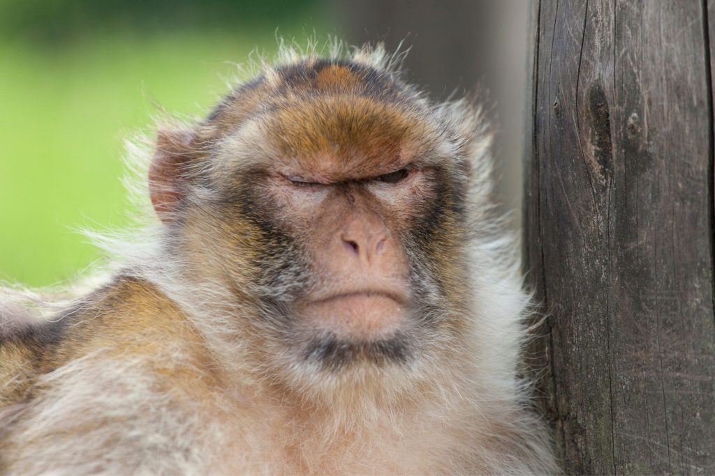 grumpy monkey